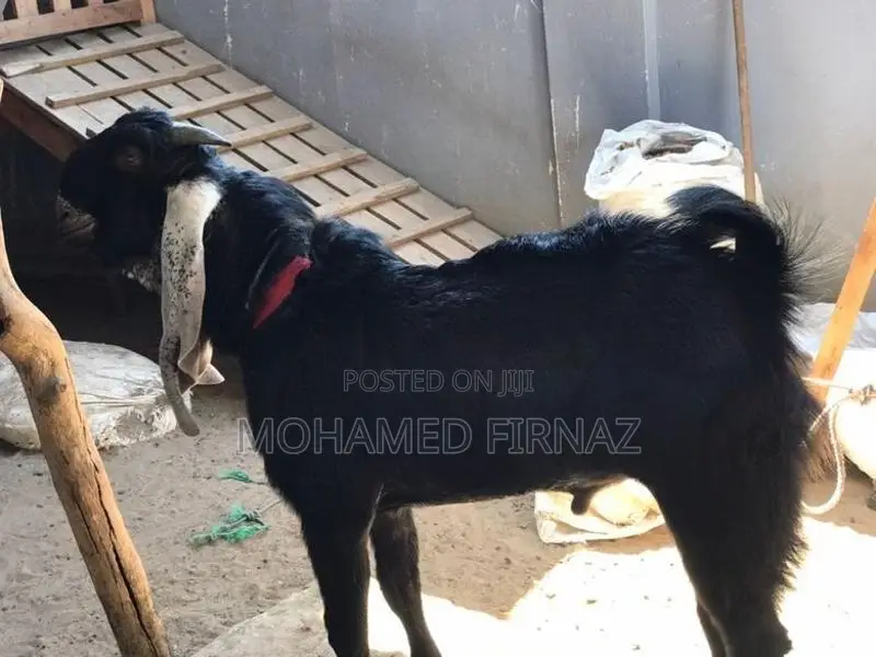 Jamnapari Goat