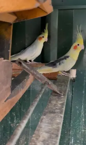 Cockatiel Birds