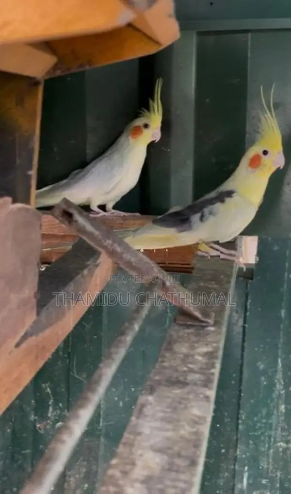 Cockatiel Birds