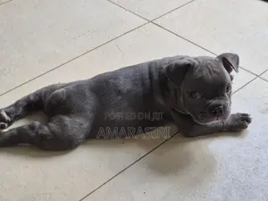 Pocket Bully Female Puppy