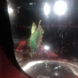 Siamese Green Dragon Beta Fish