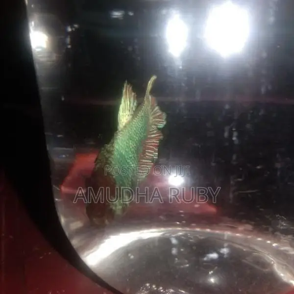 Siamese Green Dragon Beta Fish