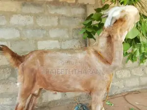 ஆடு - Goat