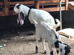 Jamnapari Female Goat