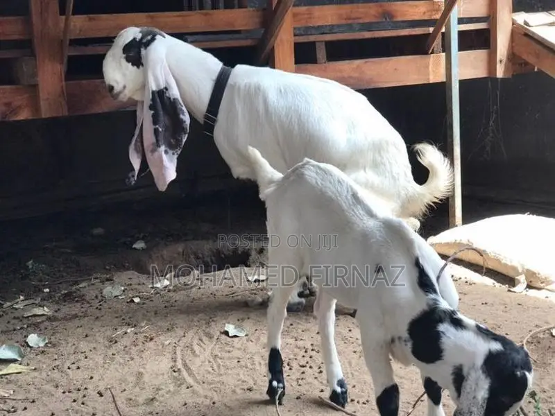 Jamnapari Female Goat