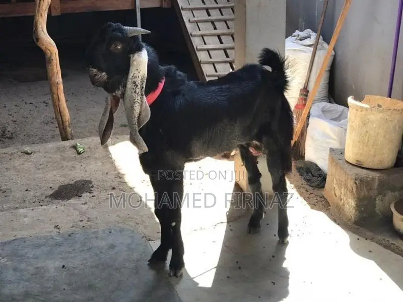Jamnapari Goat