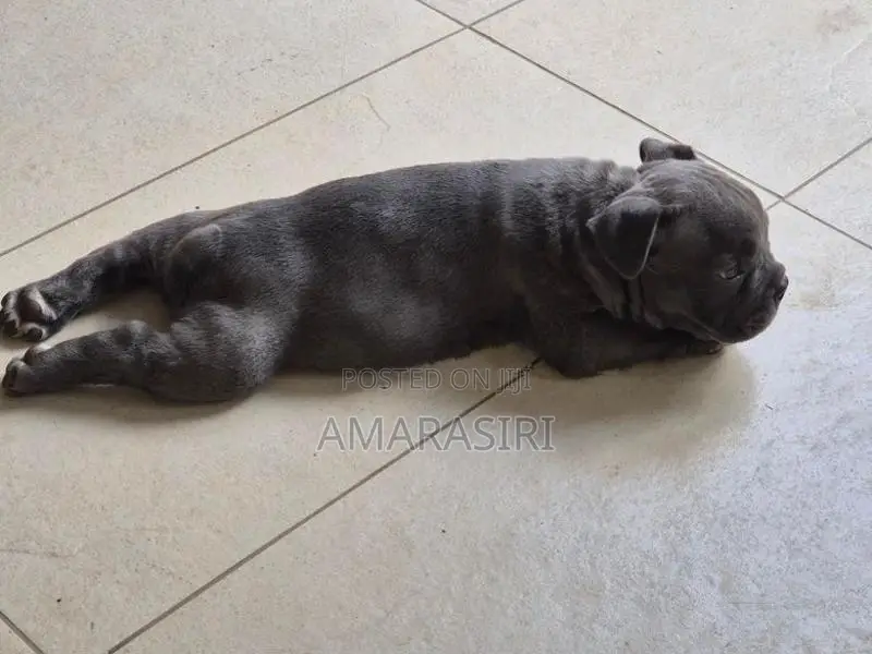 Pocket Bully Female Puppy