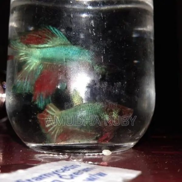 Siamese Green Dragon Beta Fish
