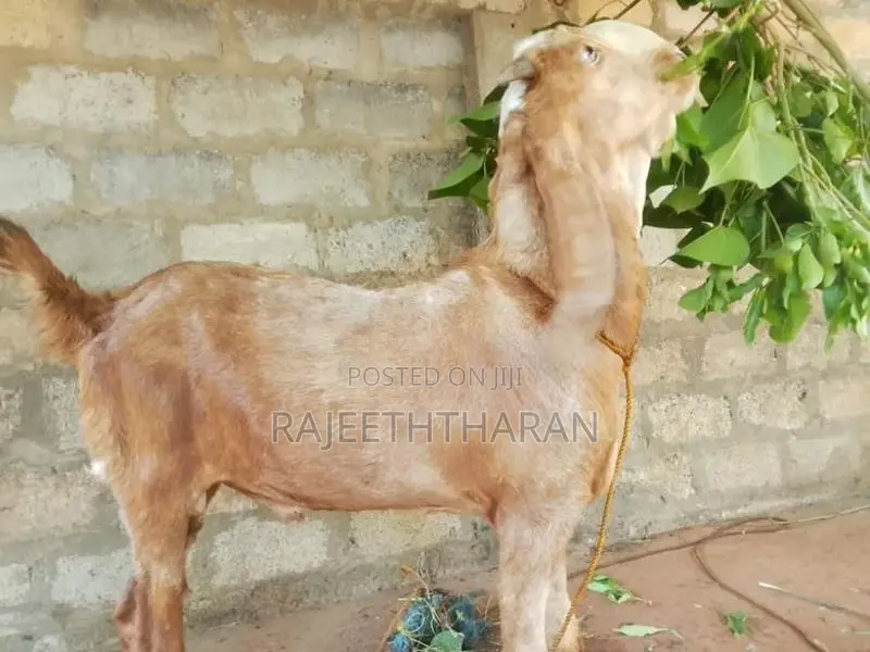 ஆடு - Goat