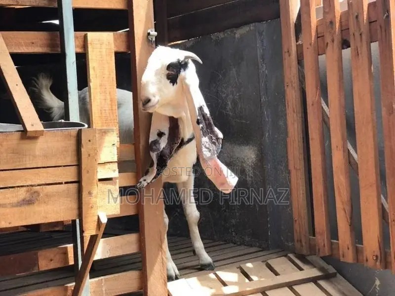 Jamnapari Female Goat