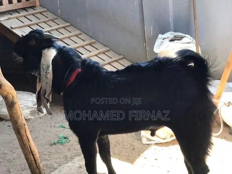 Jamnapari Goat