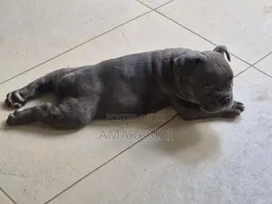 Pocket Bully Female Puppy