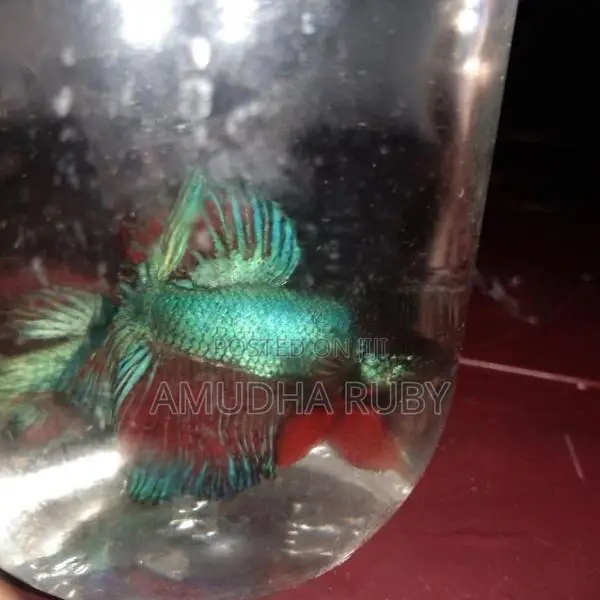 Siamese Green Dragon Beta Fish