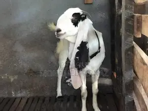 Jamnapari Female Goat