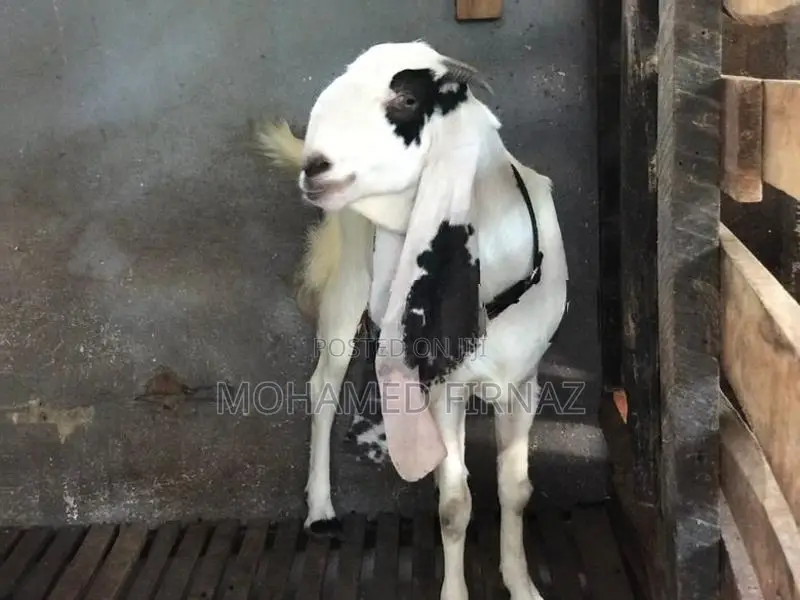 Jamnapari Female Goat
