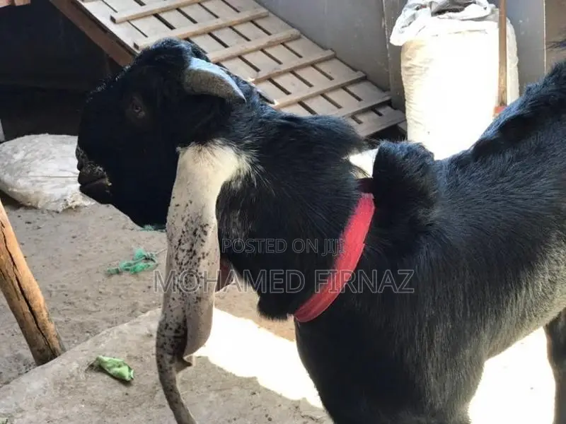 Jamnapari Goat