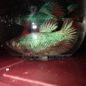 Siamese Green Dragon Beta Fish