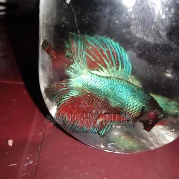 Siamese Green Dragon Beta Fish
