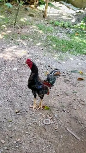 Jaala Rooster