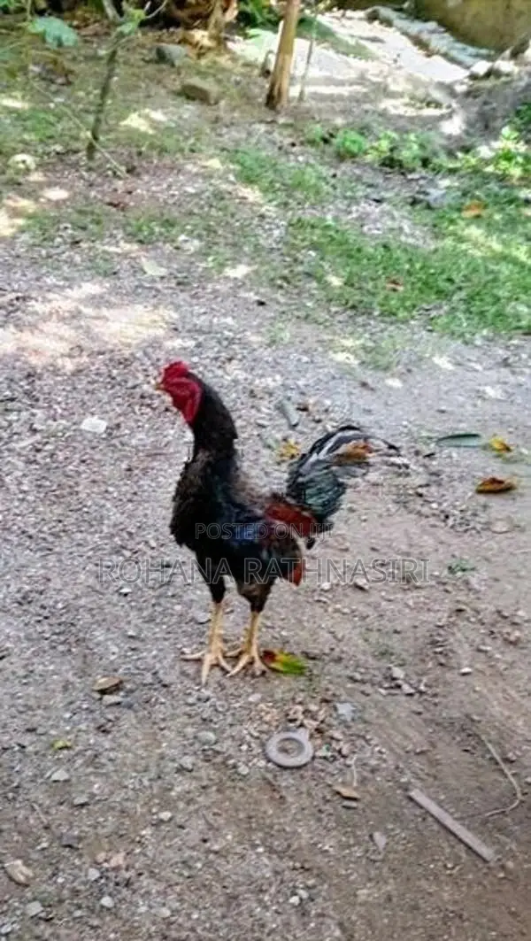 Jaala Rooster