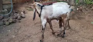 யமுனாபாரி கிடாய்