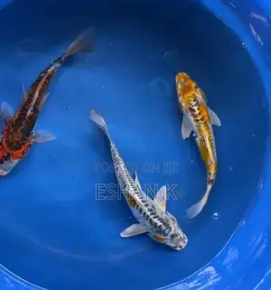 Koi Carp Fish