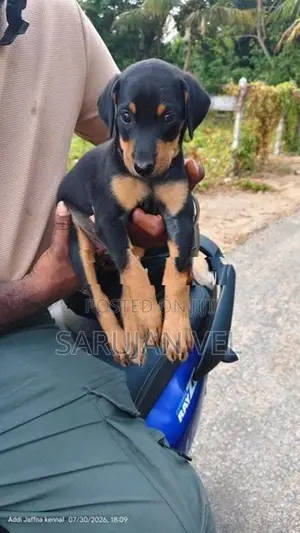 Doberman Female Puppy