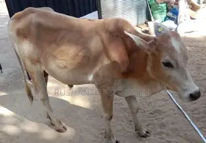 Male Cow