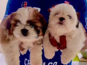 Shih Tzu Puppy