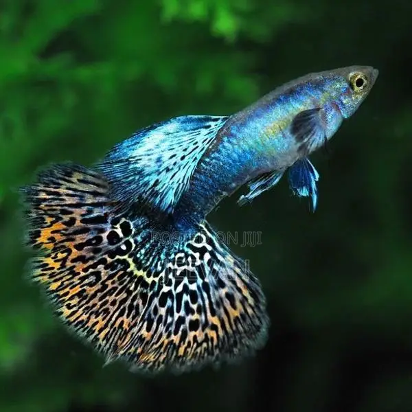 Red Dragon Hd Hm Guppy