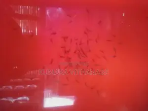 ෆයිටර් පැටවු