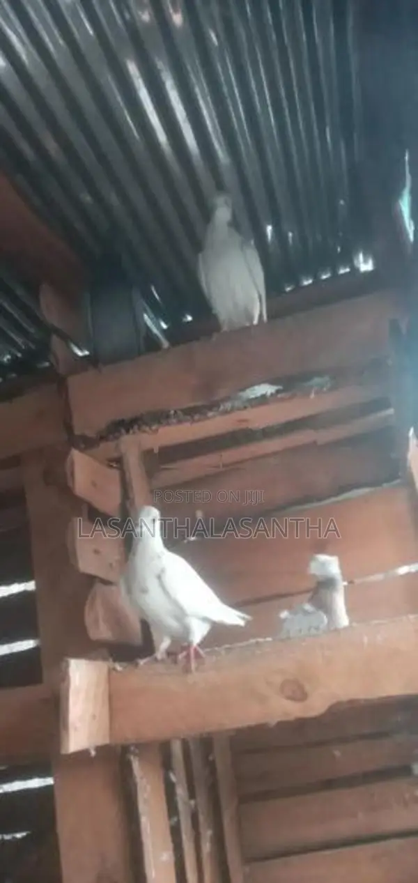 Pigeons
