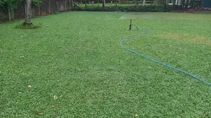 Malaysian Grass Planting
