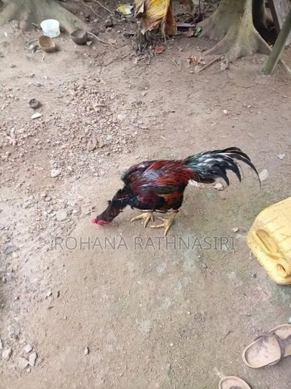 Jaala Rooster