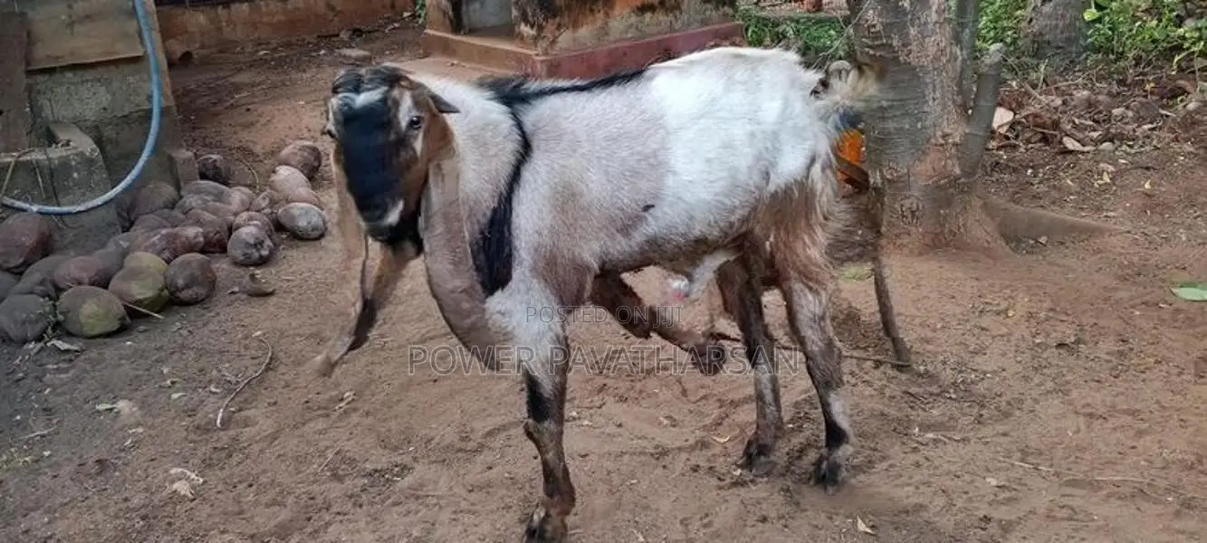 யமுனாபாரி கிடாய்
