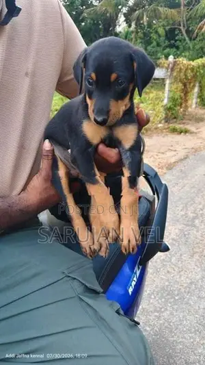 Doberman Female Puppy