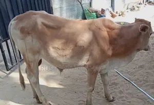 Male Cow