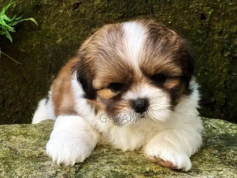 Shih Tzu Puppy