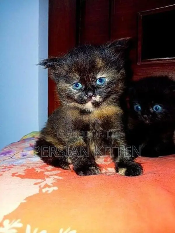 Persian Kittens