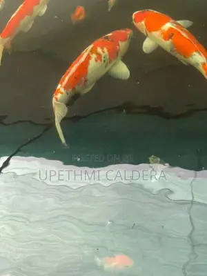 Koi Fish