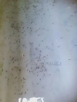 ෆයිටර් පැටවු