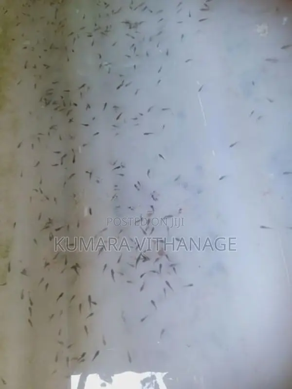 ෆයිටර් පැටවු