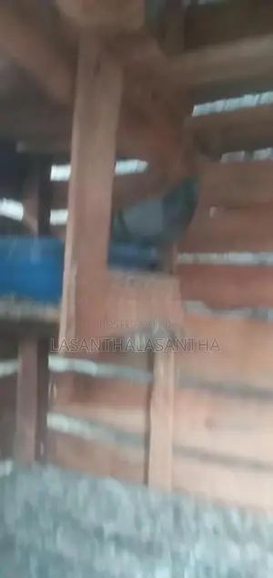 Pigeons