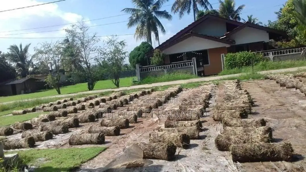 grass mallosian