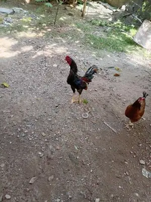 Jaala Rooster