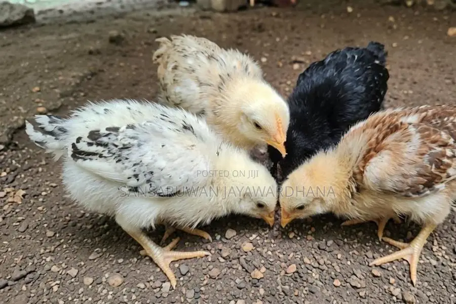 ගම් කුකුල් පැටවුන්