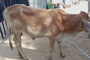 Male Cow