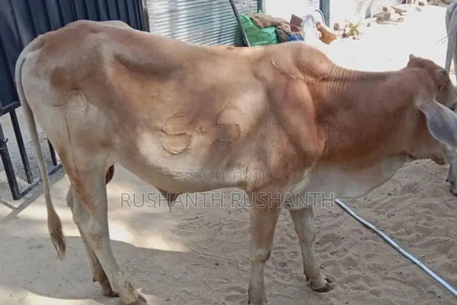 Male Cow