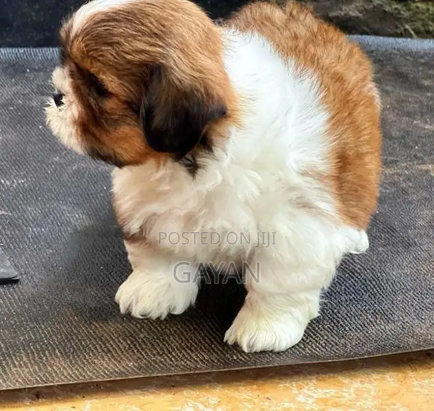 Shih Tzu Puppy