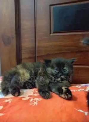 Persian Kittens